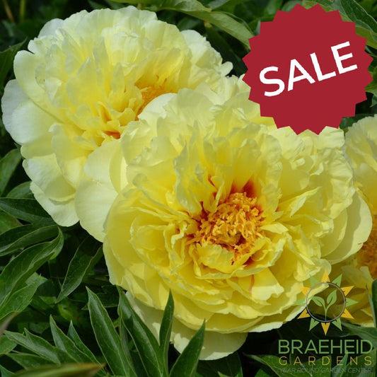Bartzella Itoh Peony - NO SHIP -