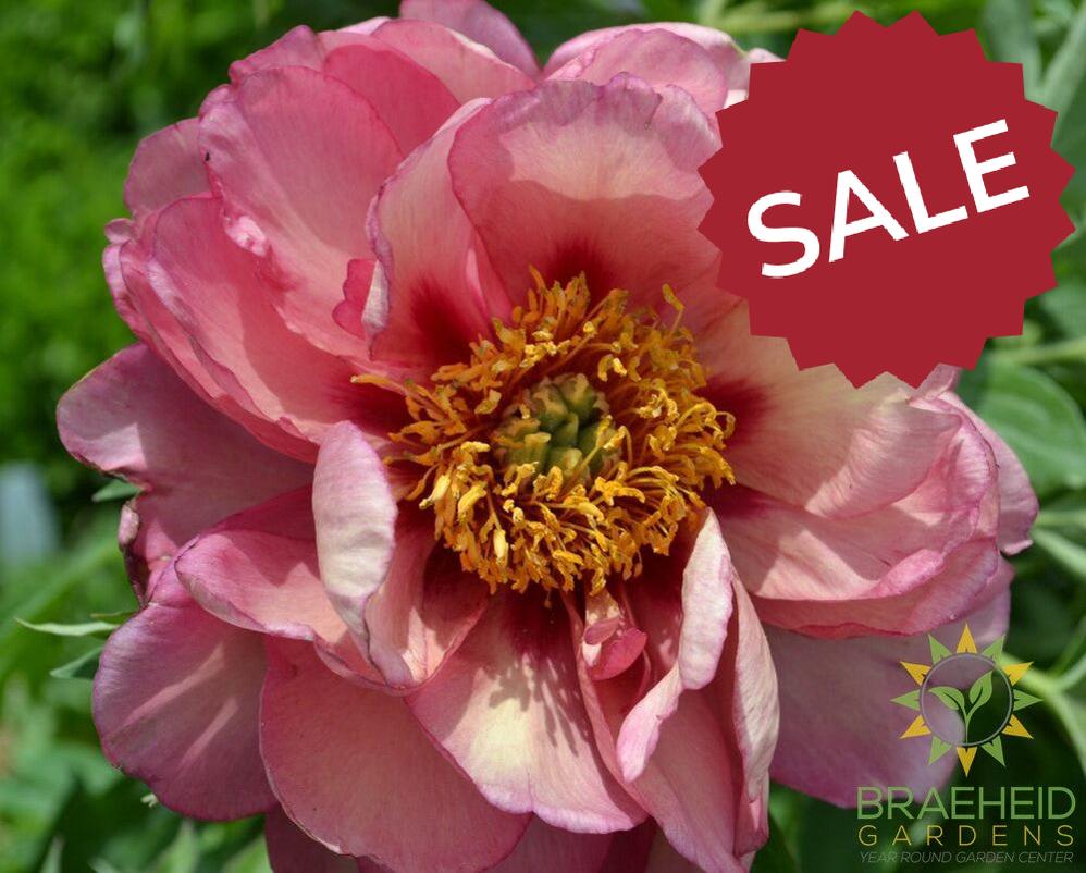 Old Rose Dandy Itoh Peony - NO SHIP -