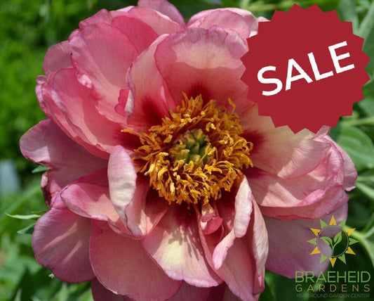 Old Rose Dandy Itoh Peony - NO SHIP -