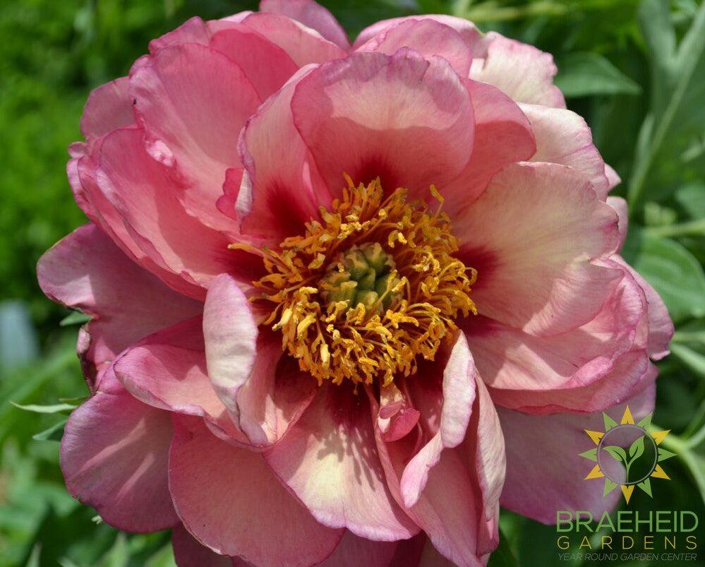 Old Rose Dandy Itoh Peony - NO SHIP -