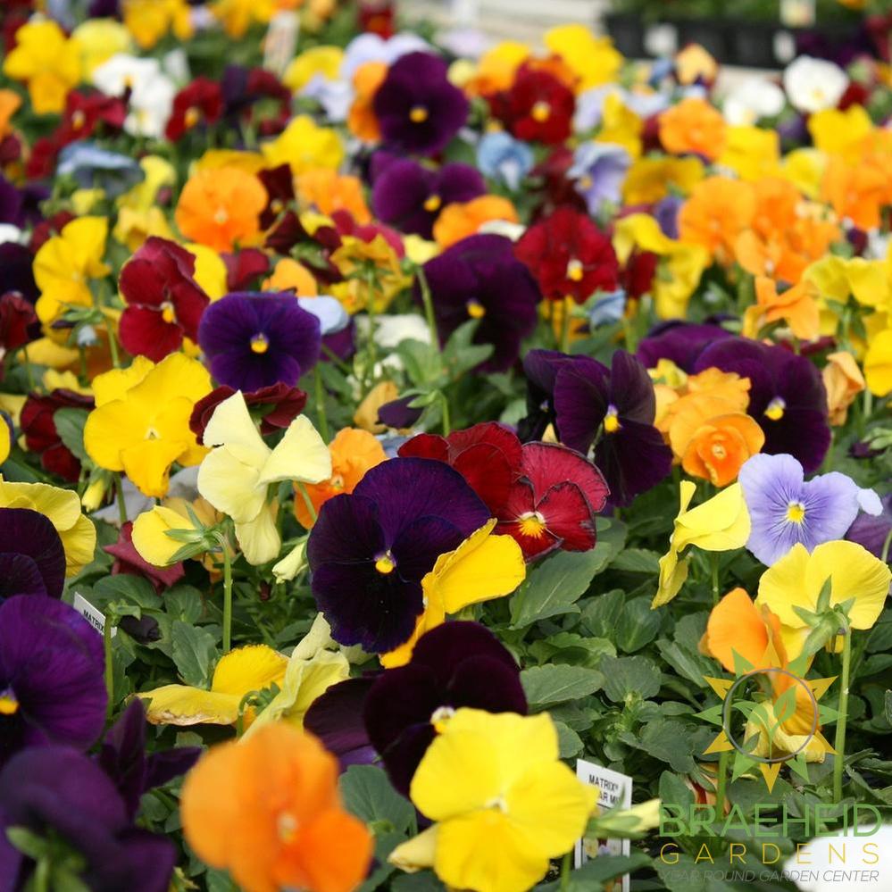 Pansy
