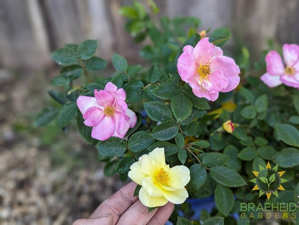 Peach Lemonade™ Rose