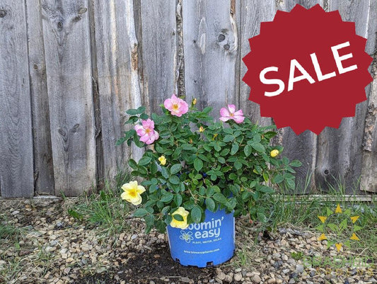 Peach Lemonade™ Rose