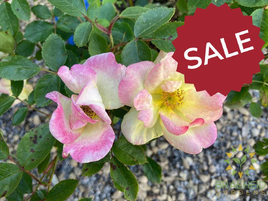 Peach Lemonade™ Rose