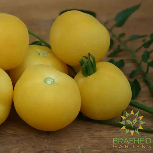 Yellow Peach Tomato