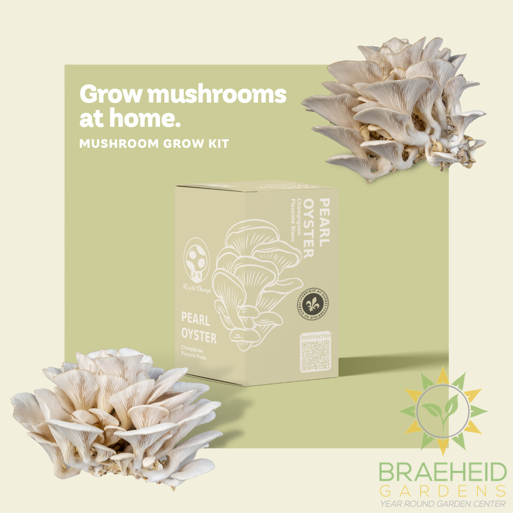 Pearl Oyster Mushroom Kit