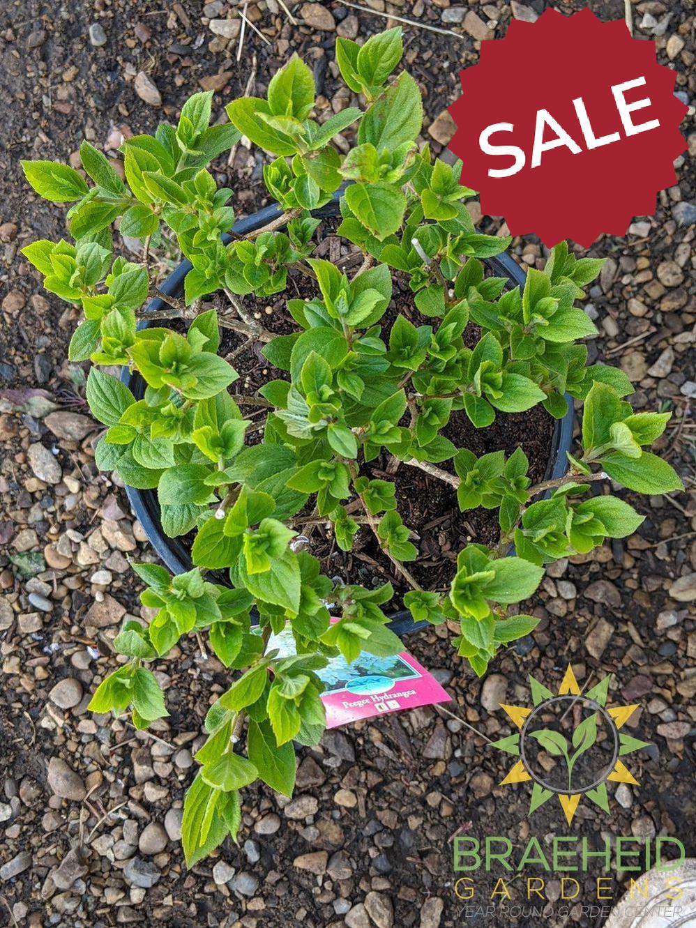 Peegee Hydrangea