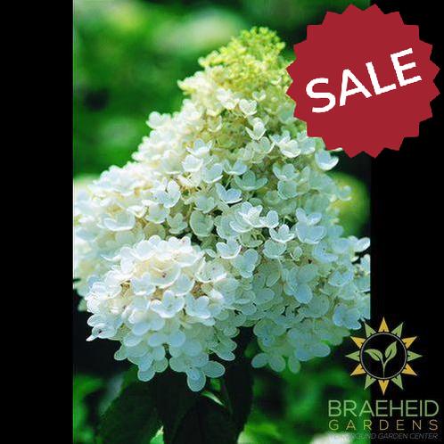 Peegee Hydrangea