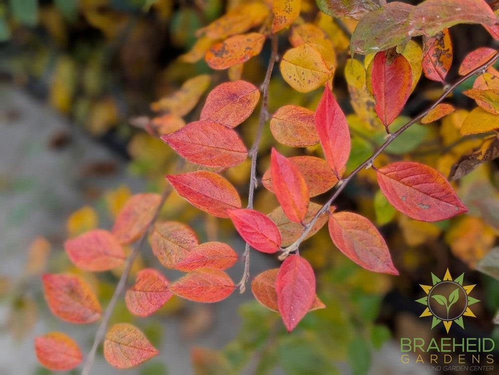 Peking/Hedge Cotoneaster