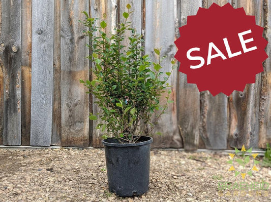 Peking/Hedge Cotoneaster