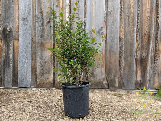 Peking/Hedge Cotoneaster