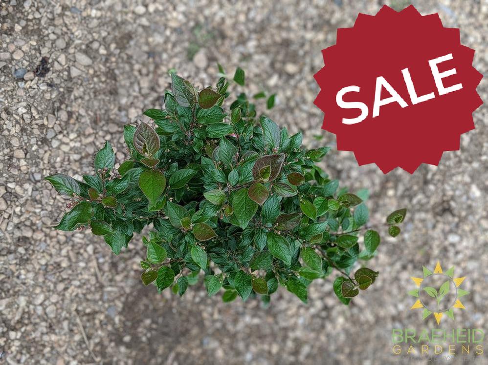 Peking/Hedge Cotoneaster