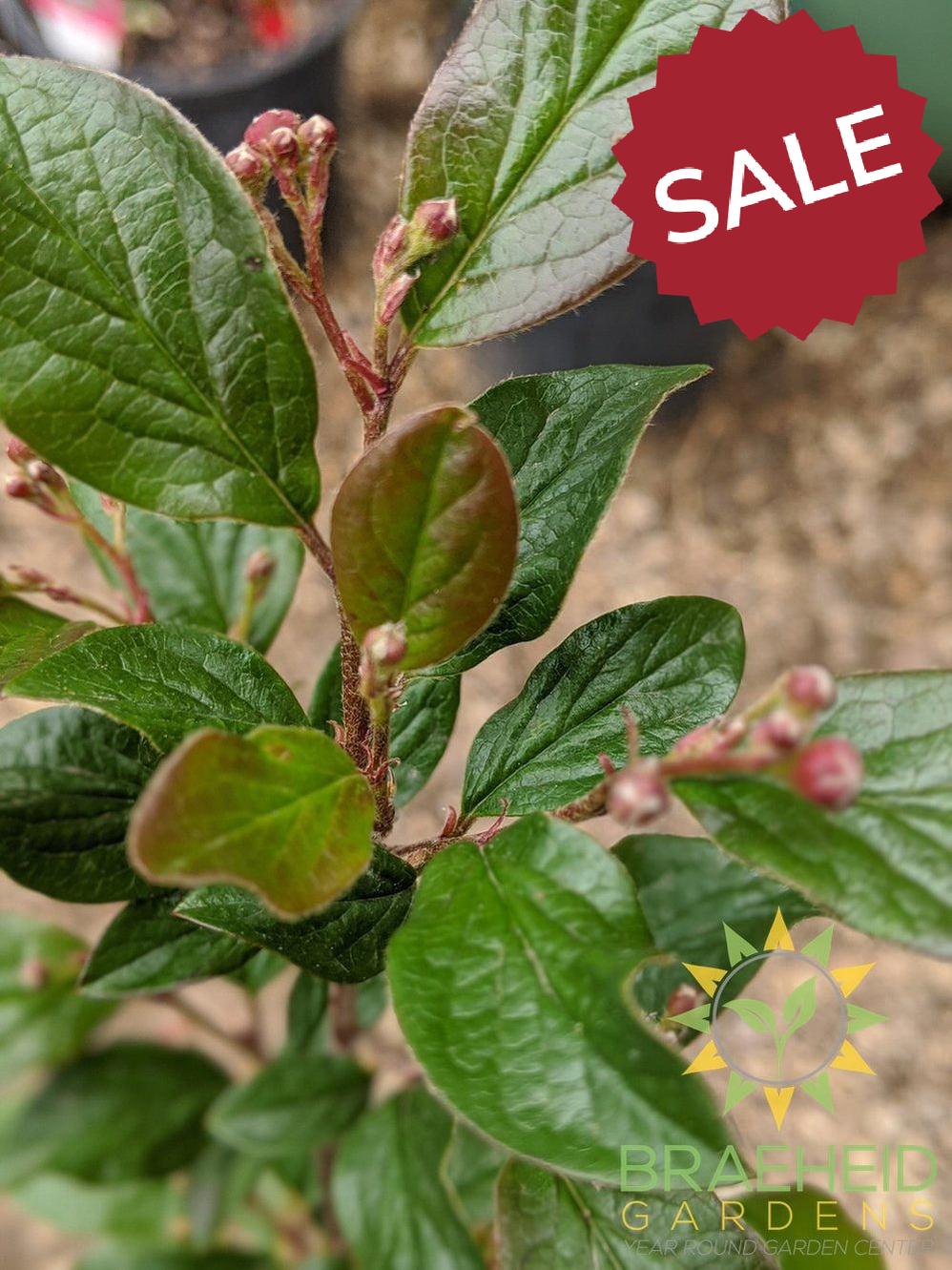 Peking/Hedge Cotoneaster