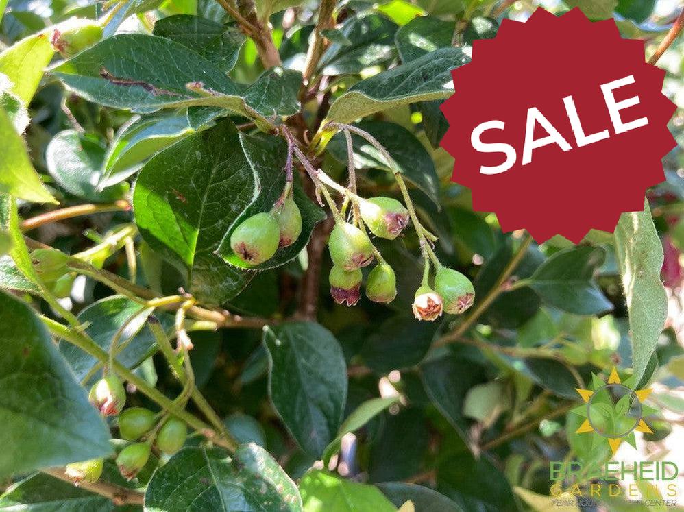 Peking/Hedge Cotoneaster