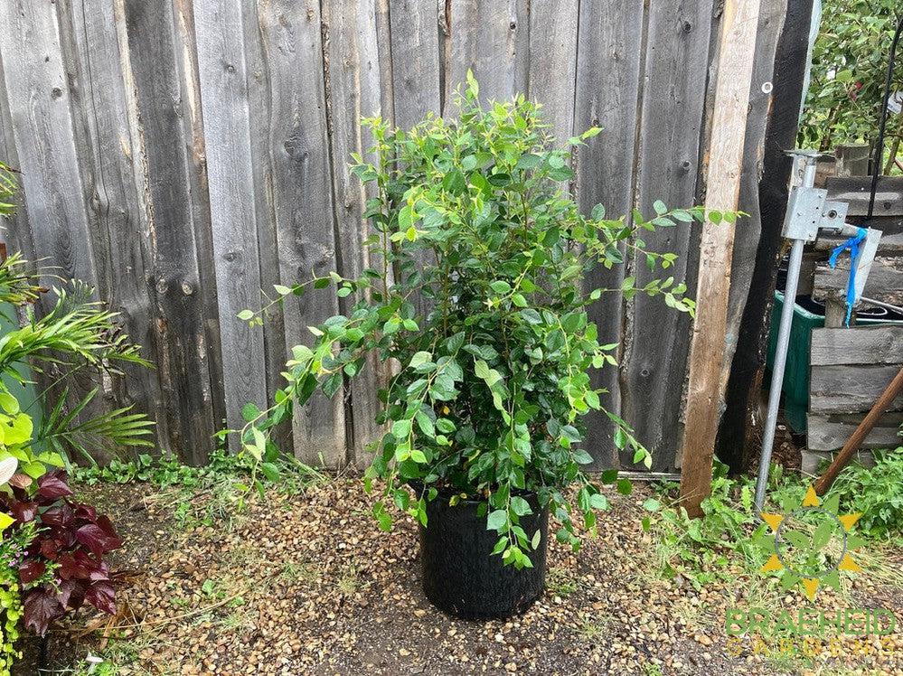 Peking/Hedge Cotoneaster
