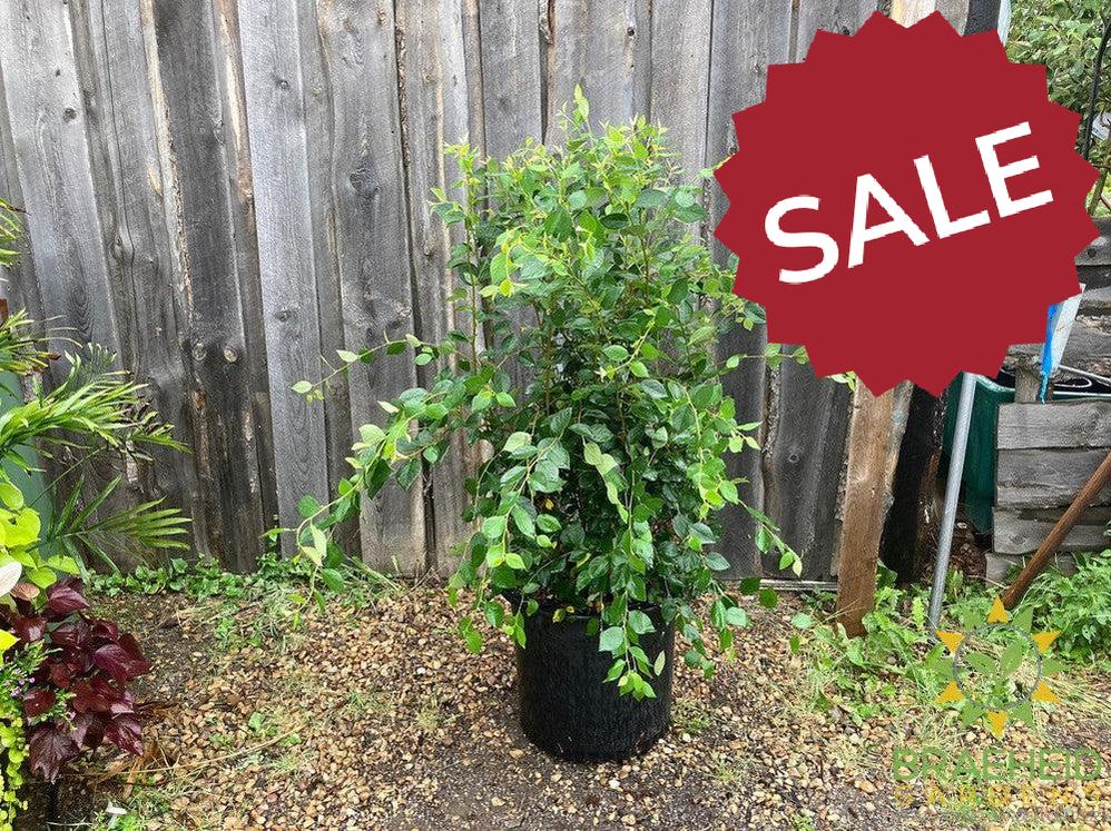 Peking/Hedge Cotoneaster