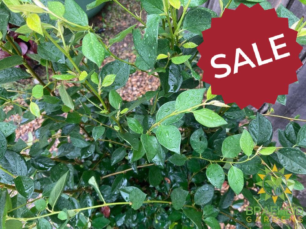 Peking/Hedge Cotoneaster