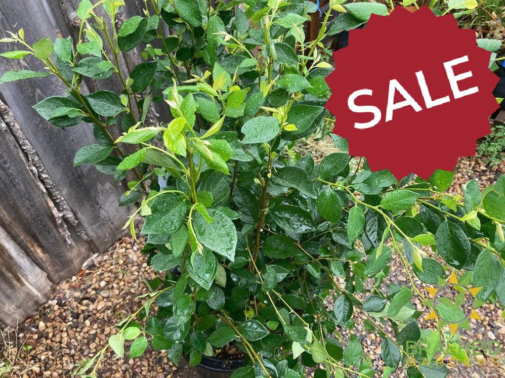 Peking/Hedge Cotoneaster