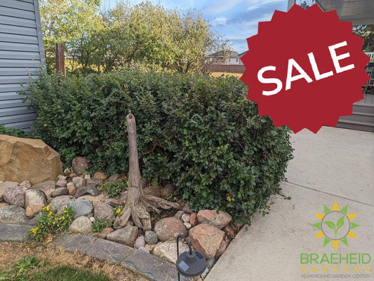 Peking/Hedge Cotoneaster