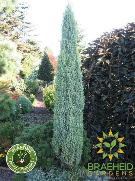 Pencil Point Juniper