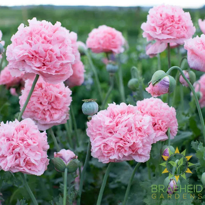 Peony Poppy