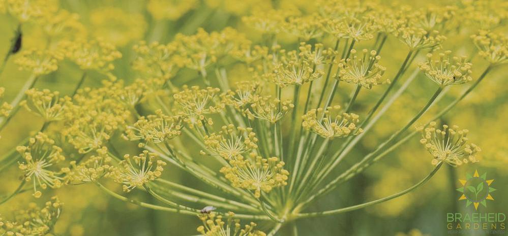 Perennial Fennel