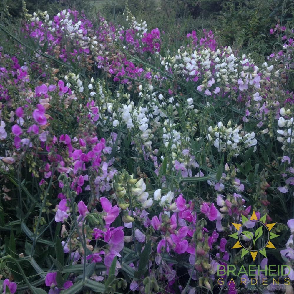 Perennial Sweet Pea