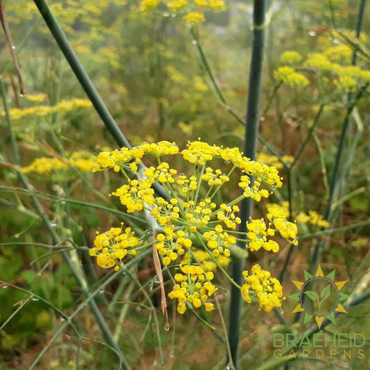 Perennial Fennel