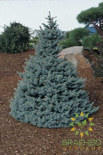 Baby Blue Eyes Spruce