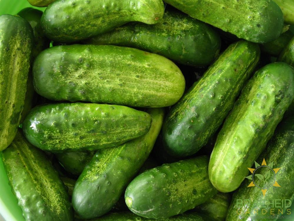Pickling Cucumber