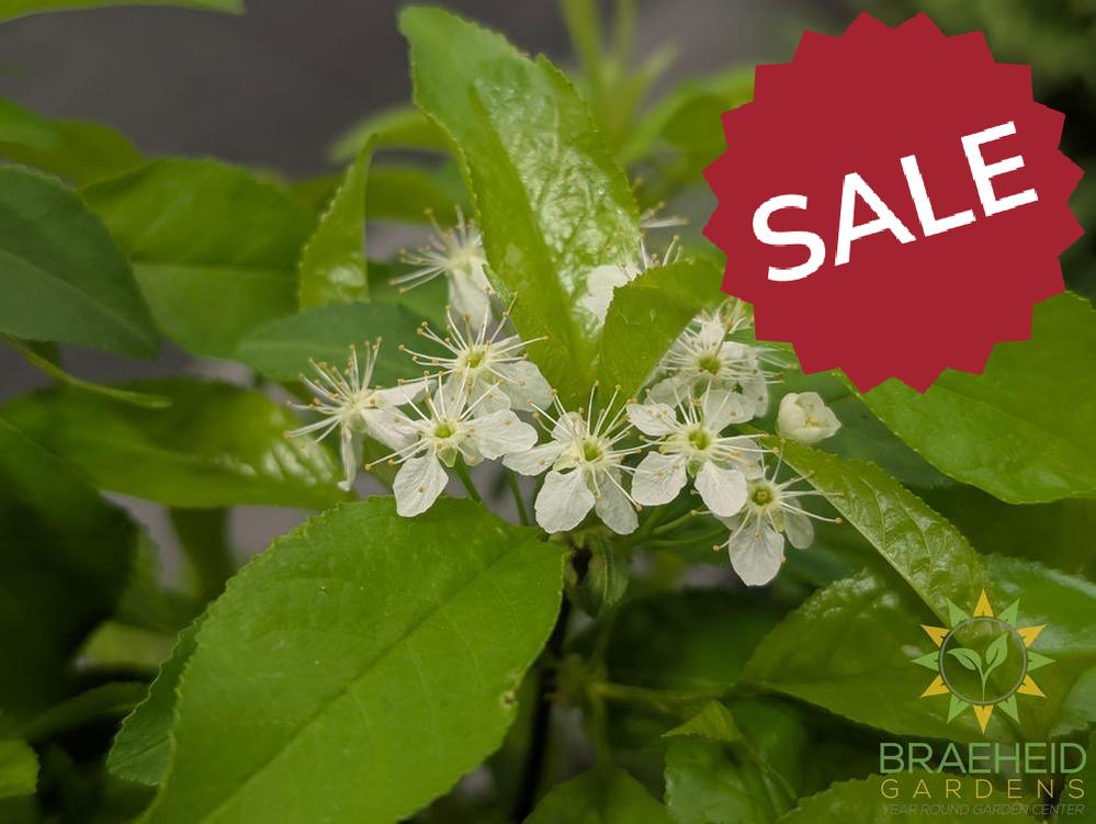 Pin Cherry shrub
