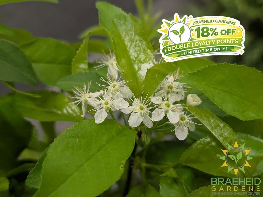 Pin Cherry shrub