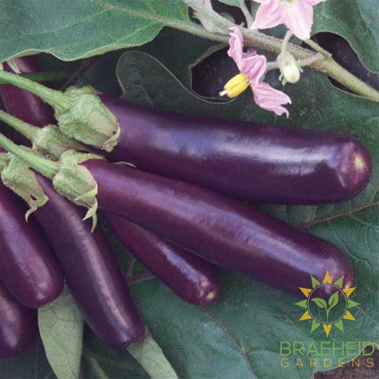 Ping Tung Eggplant