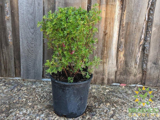Pink Beauty Potentilla