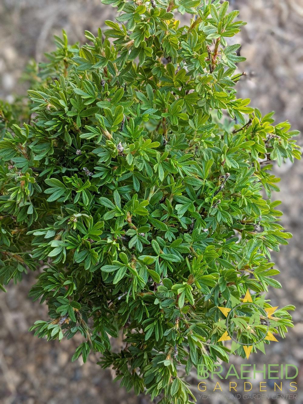 Pink Beauty Potentilla