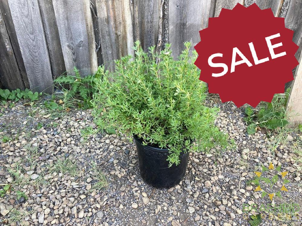 Pink Beauty Potentilla