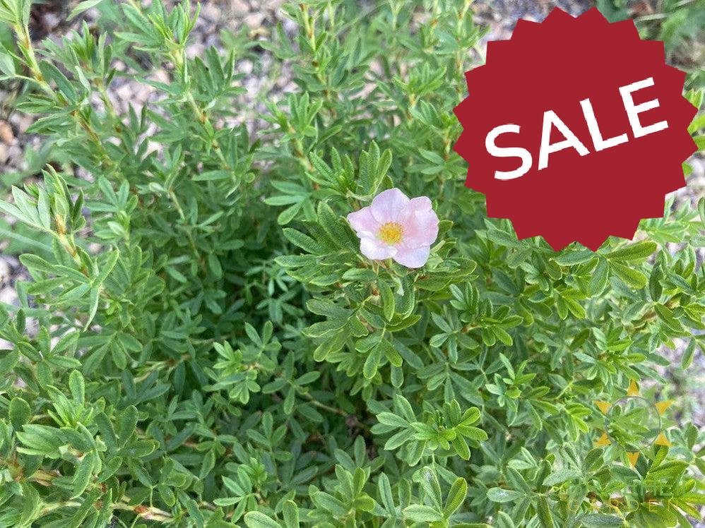 Pink Beauty Potentilla