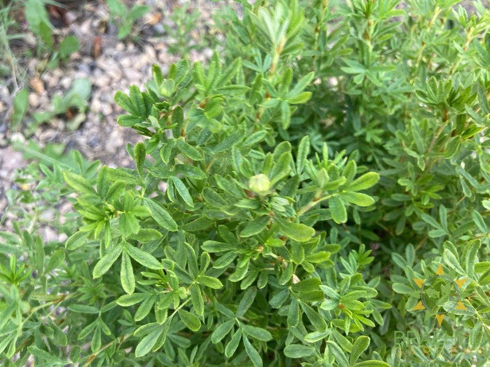 Pink Beauty Potentilla