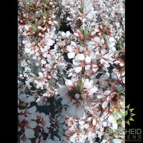 Pink Candles Nanking Cherry shrub