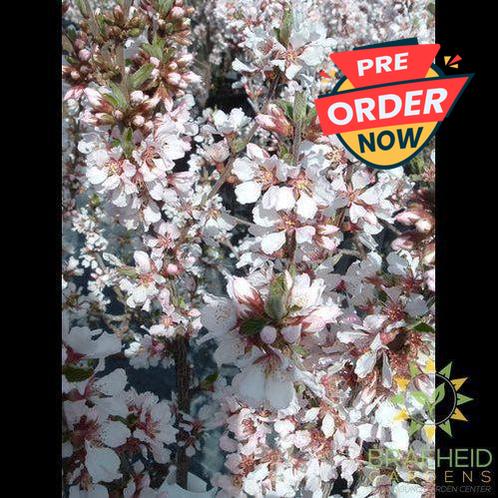 Pink Candles Nanking Cherry shrub