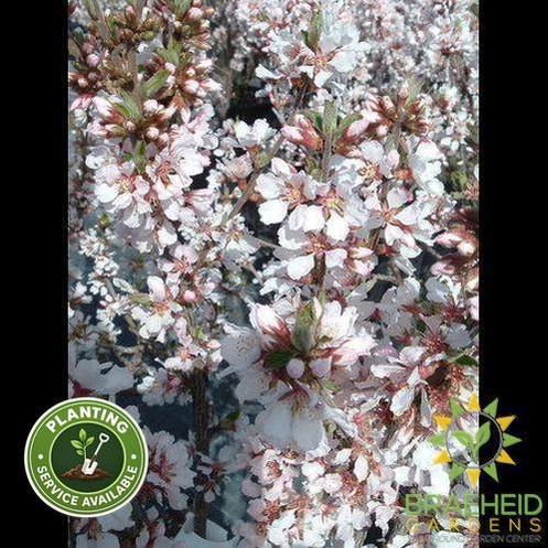 Pink Candles Nanking Cherry shrub