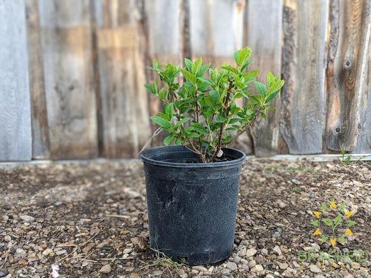 Pink Diamond Hydrangea