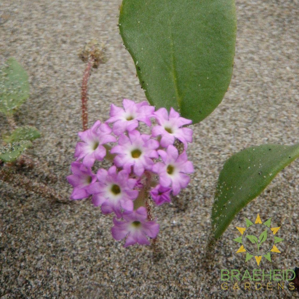 Pink Sand Verbena