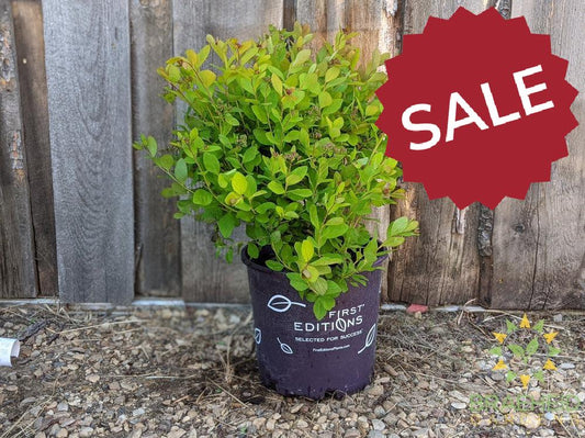 Pink Sparkler™ Birchleaf Spirea