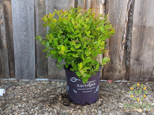 Pink Sparkler™ Birchleaf Spirea