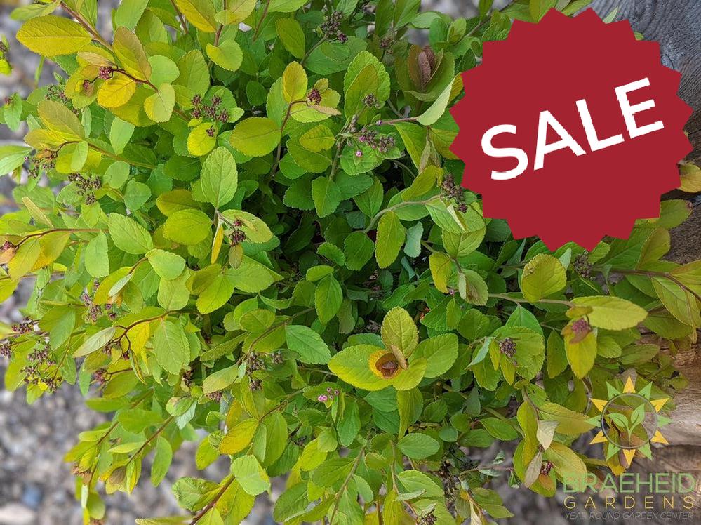 Pink Sparkler™ Birchleaf Spirea