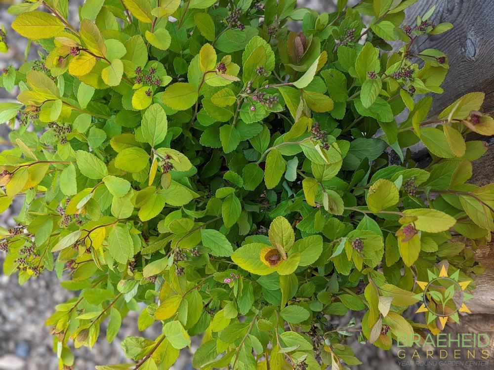 Pink Sparkler™ Birchleaf Spirea