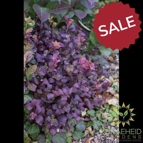 Pink Sparkler™ Birchleaf Spirea