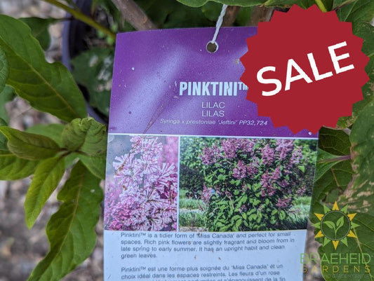 Pinktini™ Lilac