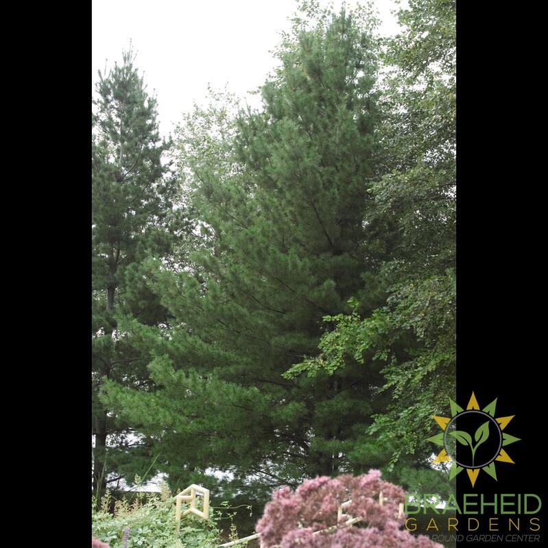 White Pine